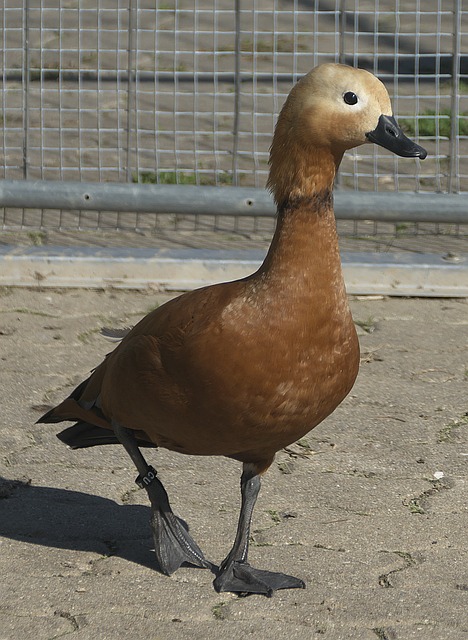 再结合东契